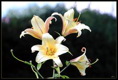 Lilien