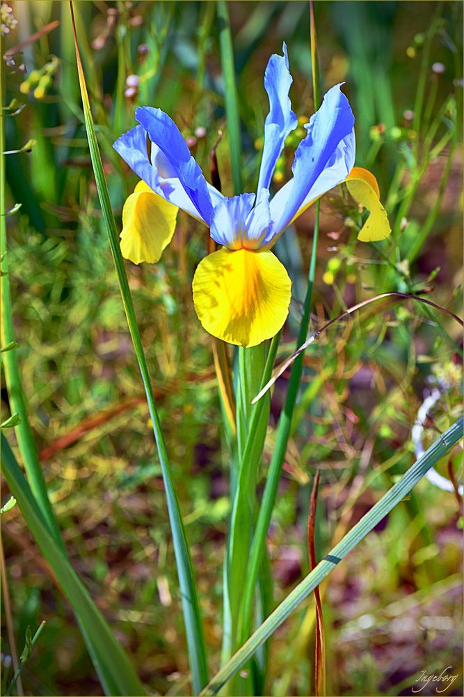 Lilien-Beauty „ Iris "  