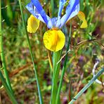 Lilien-Beauty „ Iris "  