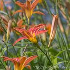 Lilien beim Sonnenbad