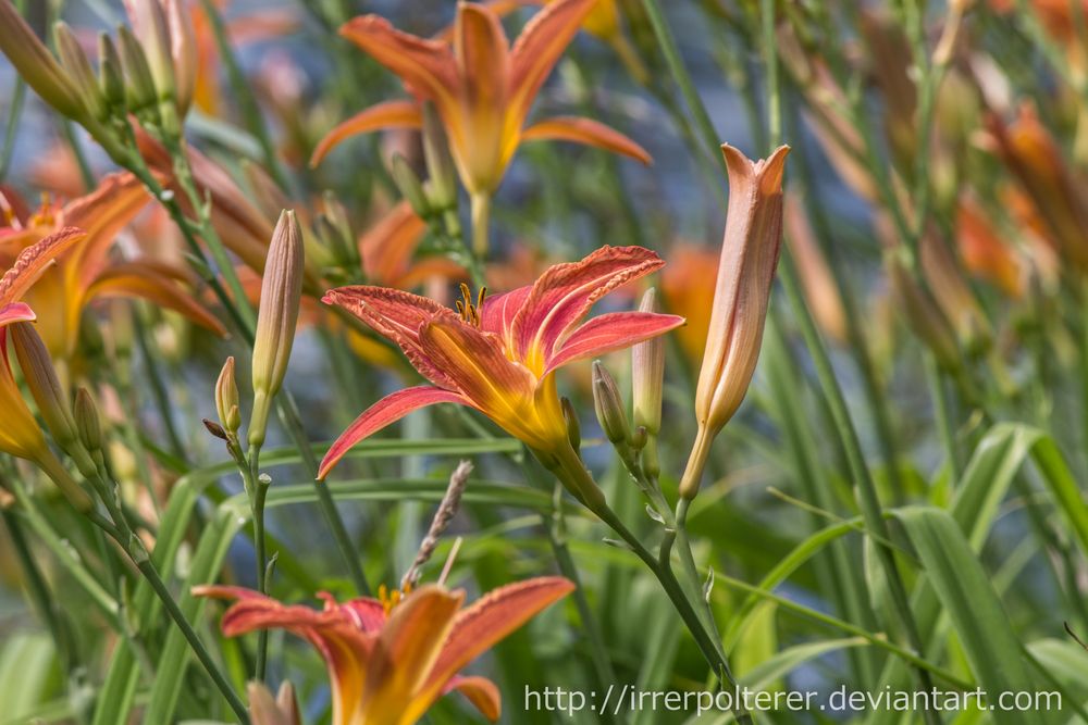 Lilien beim Sonnenbad