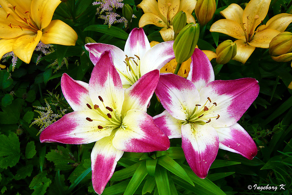 Lilien blühen selbst bei Regen Foto & Bild pflanzen, pilze