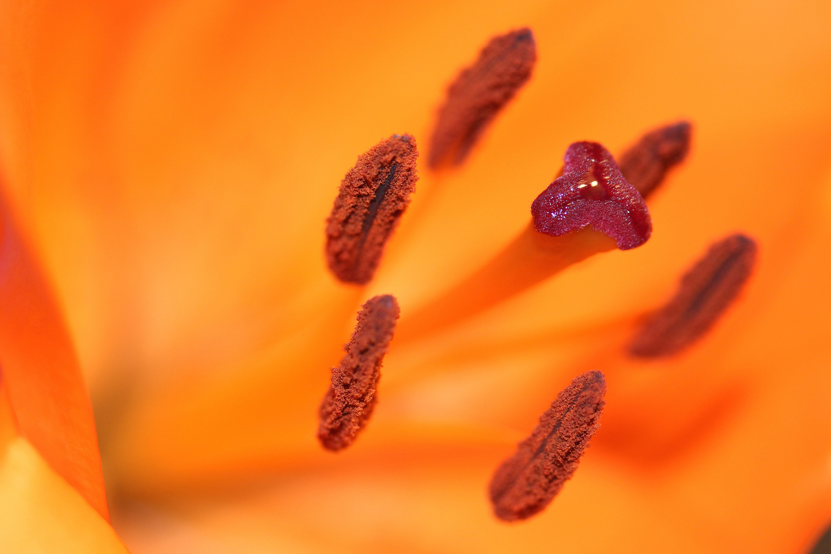 Lilien Blüte