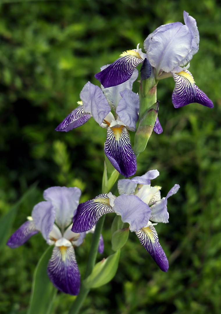 Lilien-Blüten