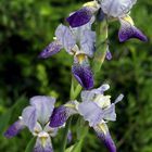 Lilien-Blüten