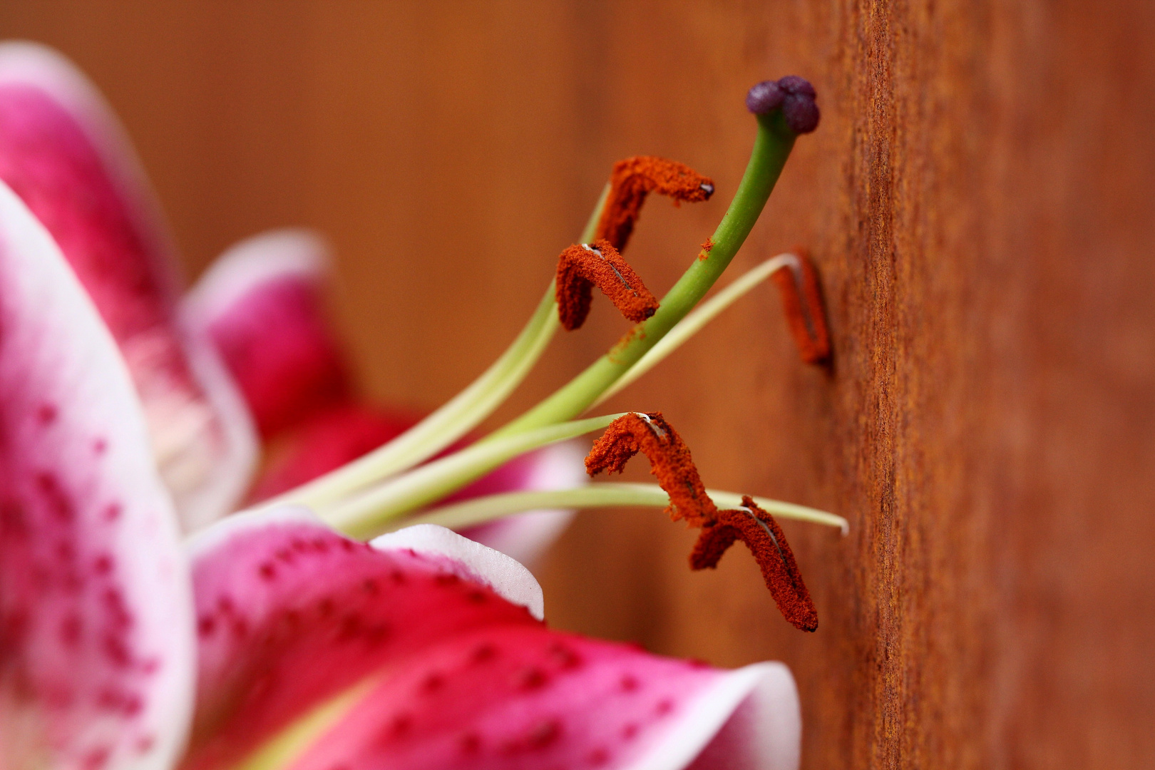 Lilien-Blütenstaub:rostig