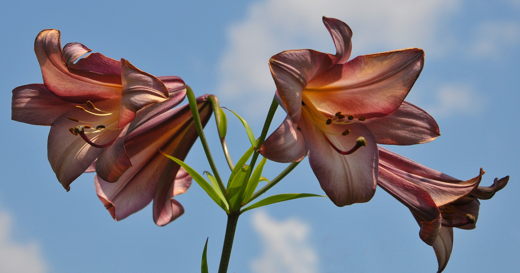 Lilien