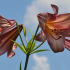 Lilien