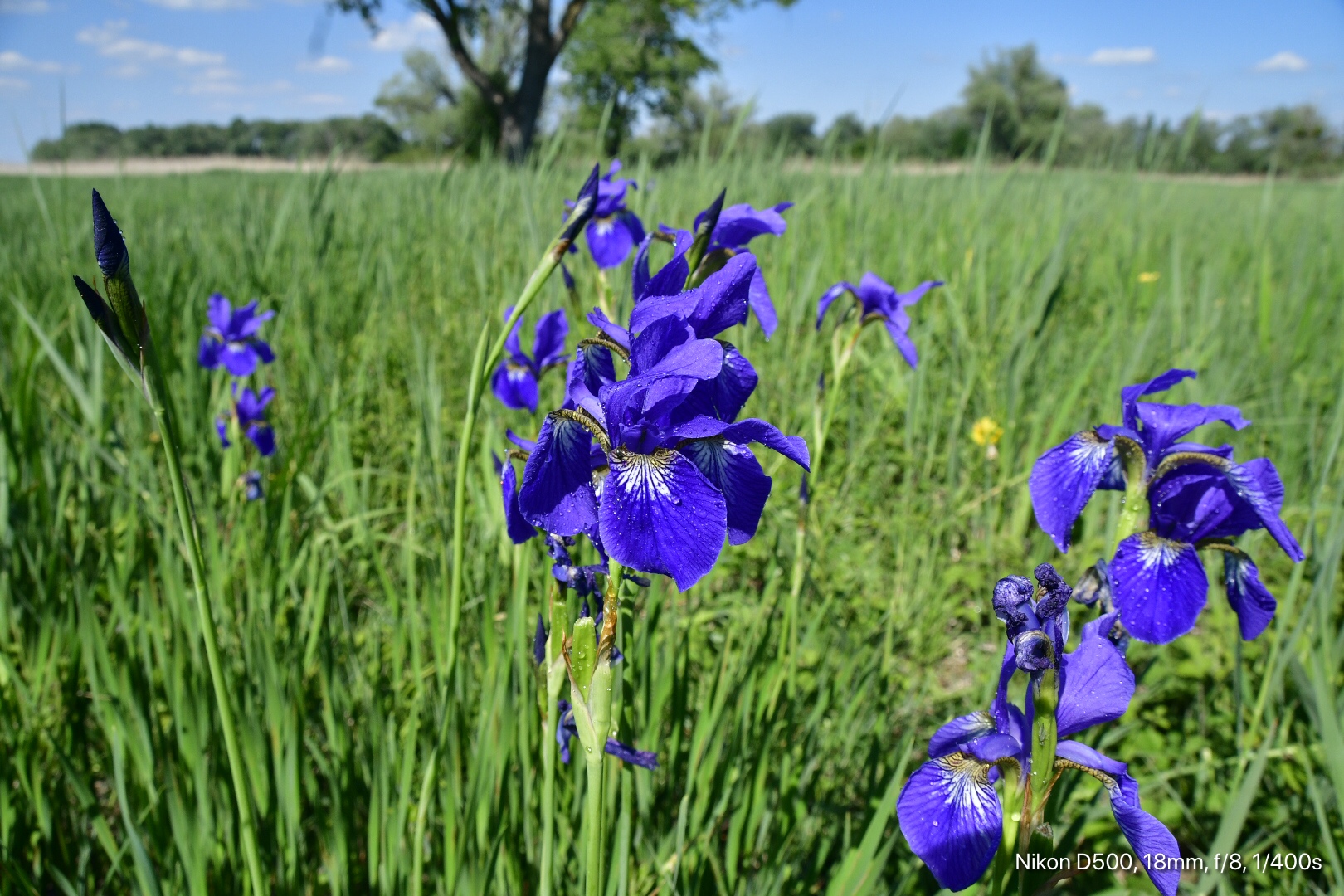 Lilien