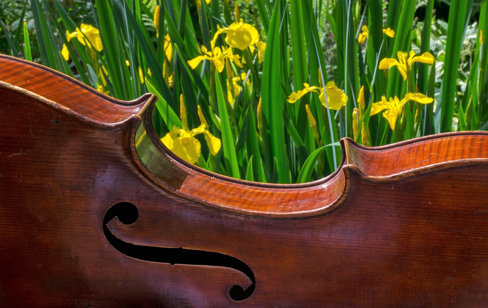 Lilien-Cello am Teich