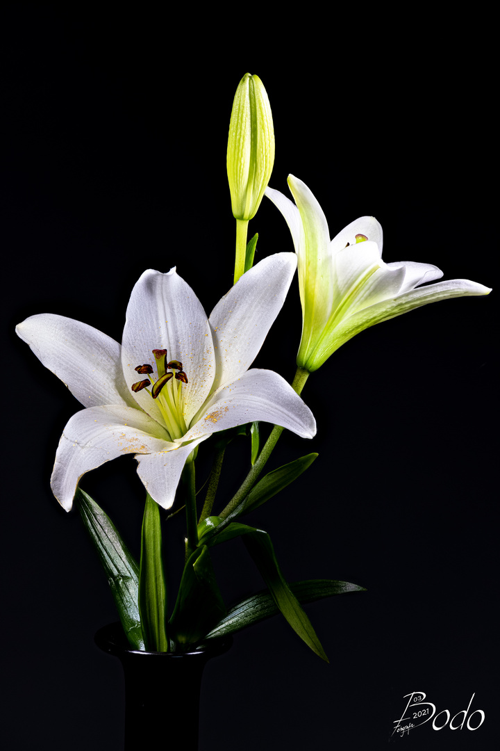 Lilien..