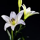 Lilien..