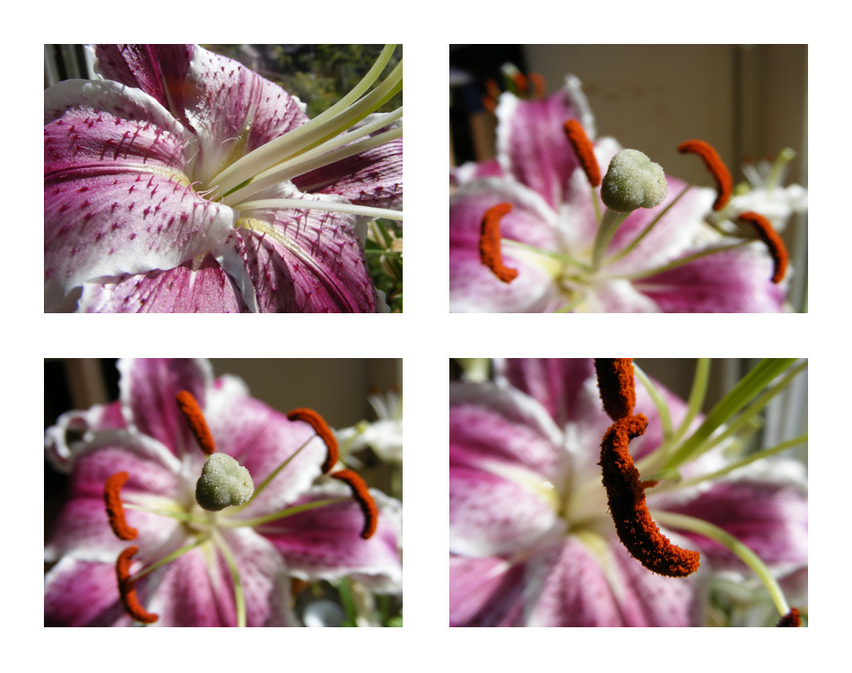 Lilien-Collage