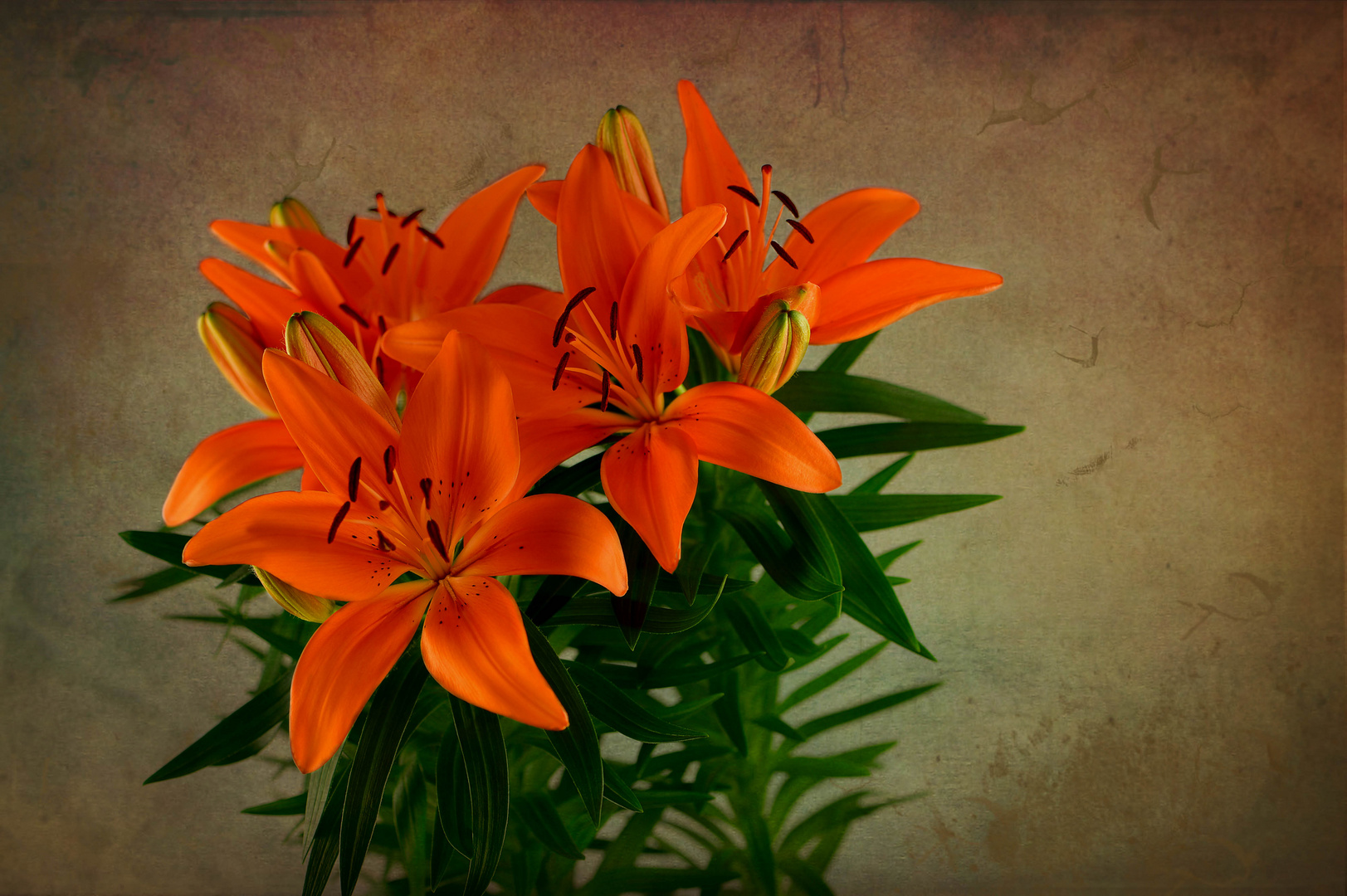 Lilien 