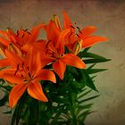 Lilien 