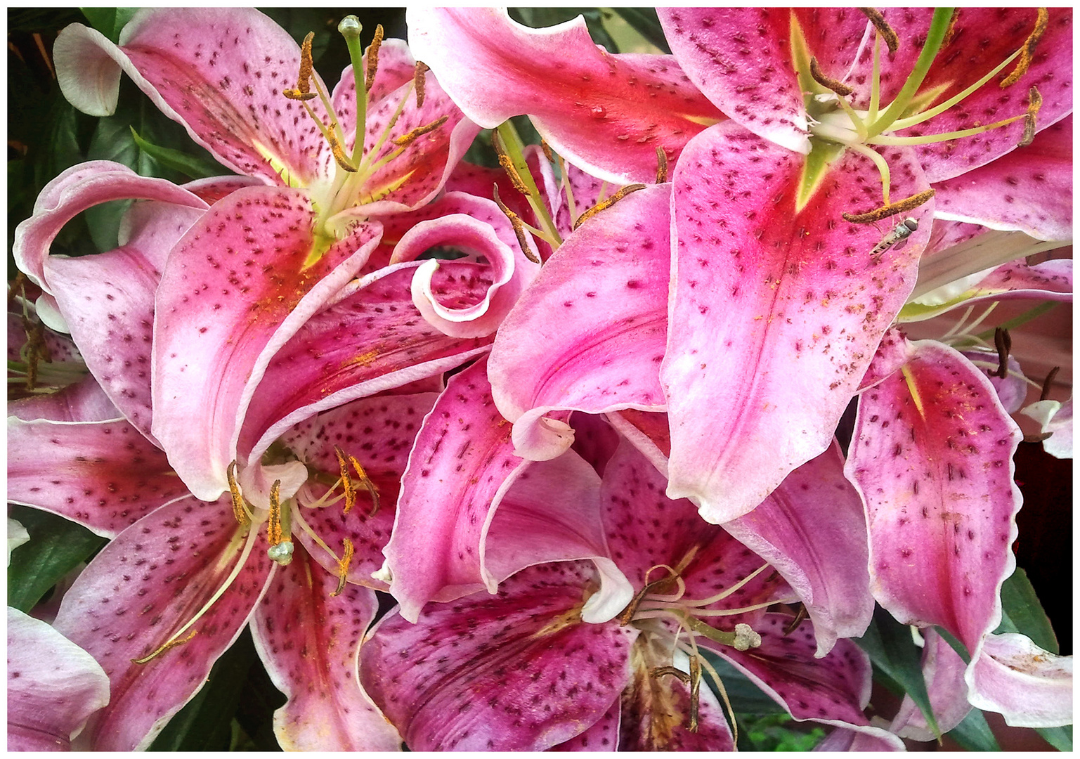 Lilien