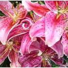 Lilien