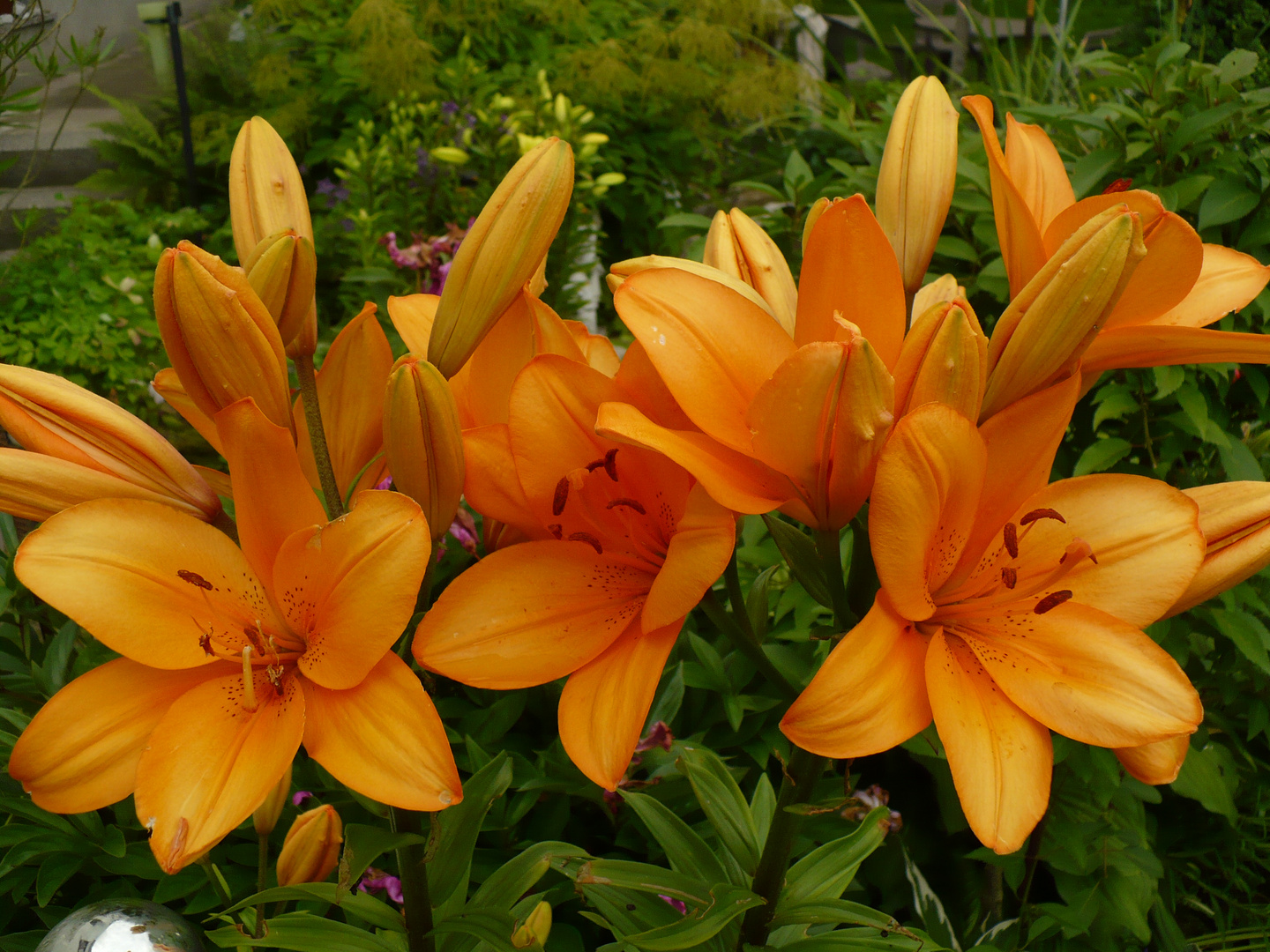 Lilien