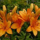 Lilien