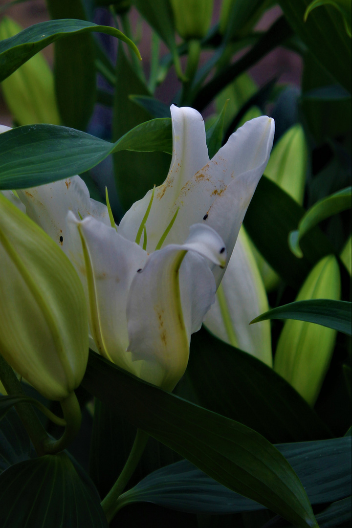 Lilien .....dabei sich zu öffnen 