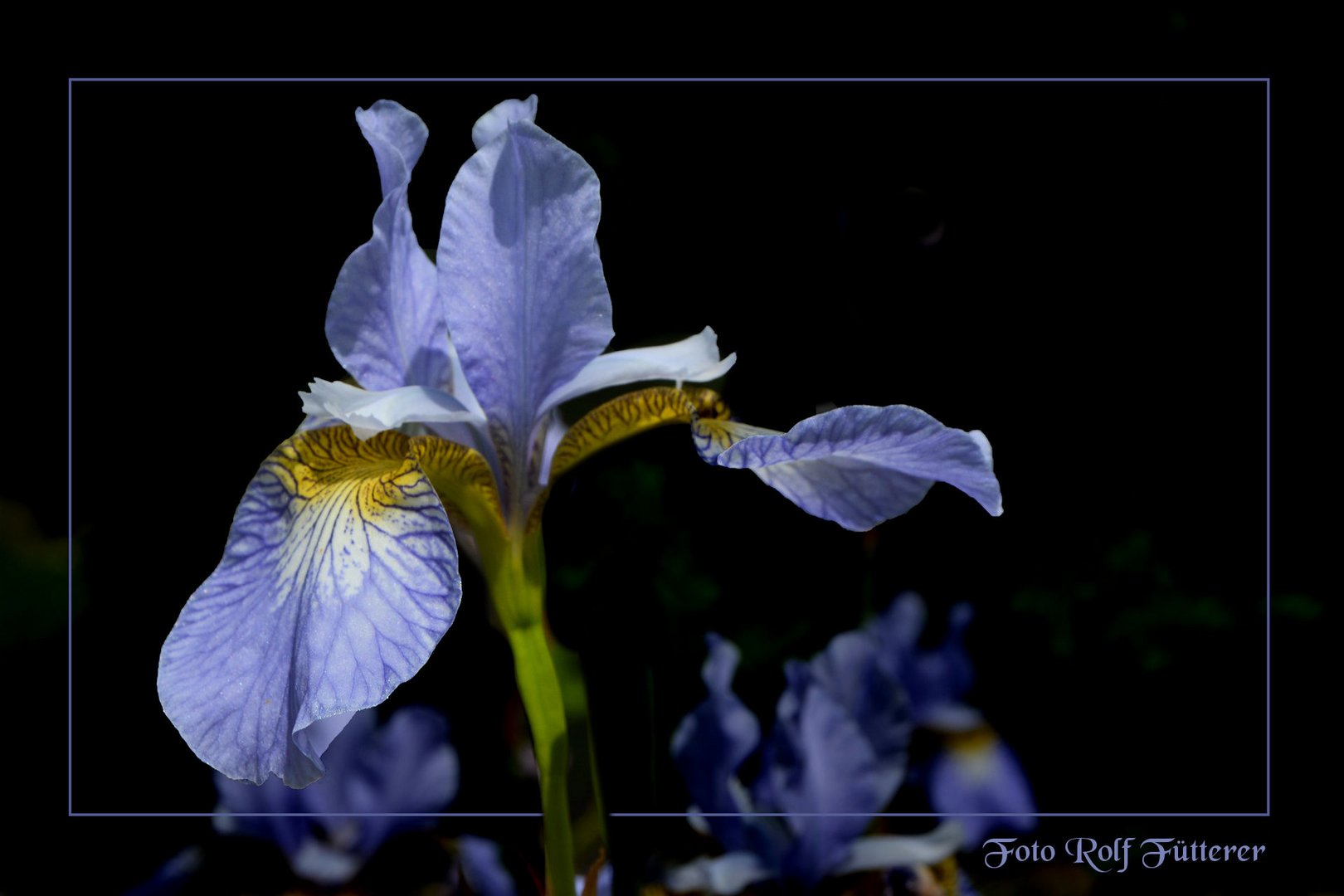 Lilien der Nacht haben Freude mir gebracht