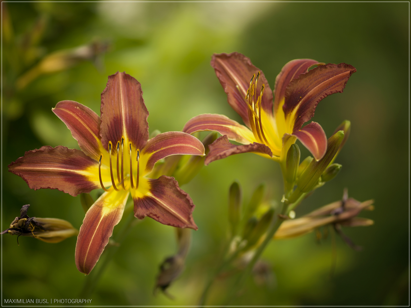 Lilien des Tages