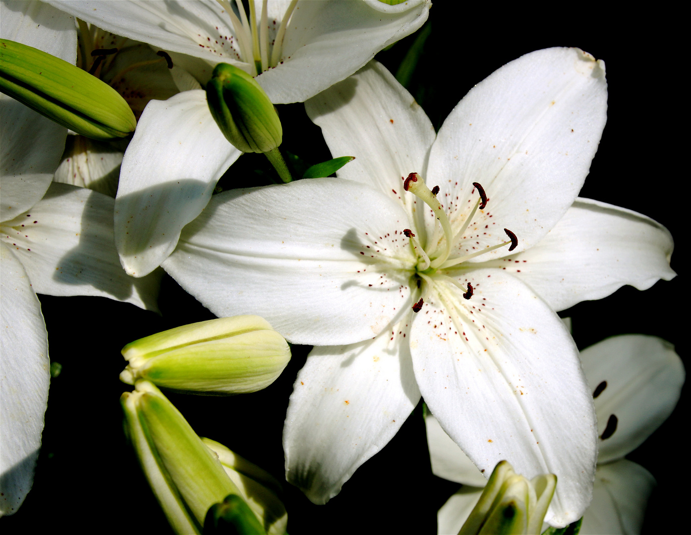 Lilien - Die Königin der Blumen