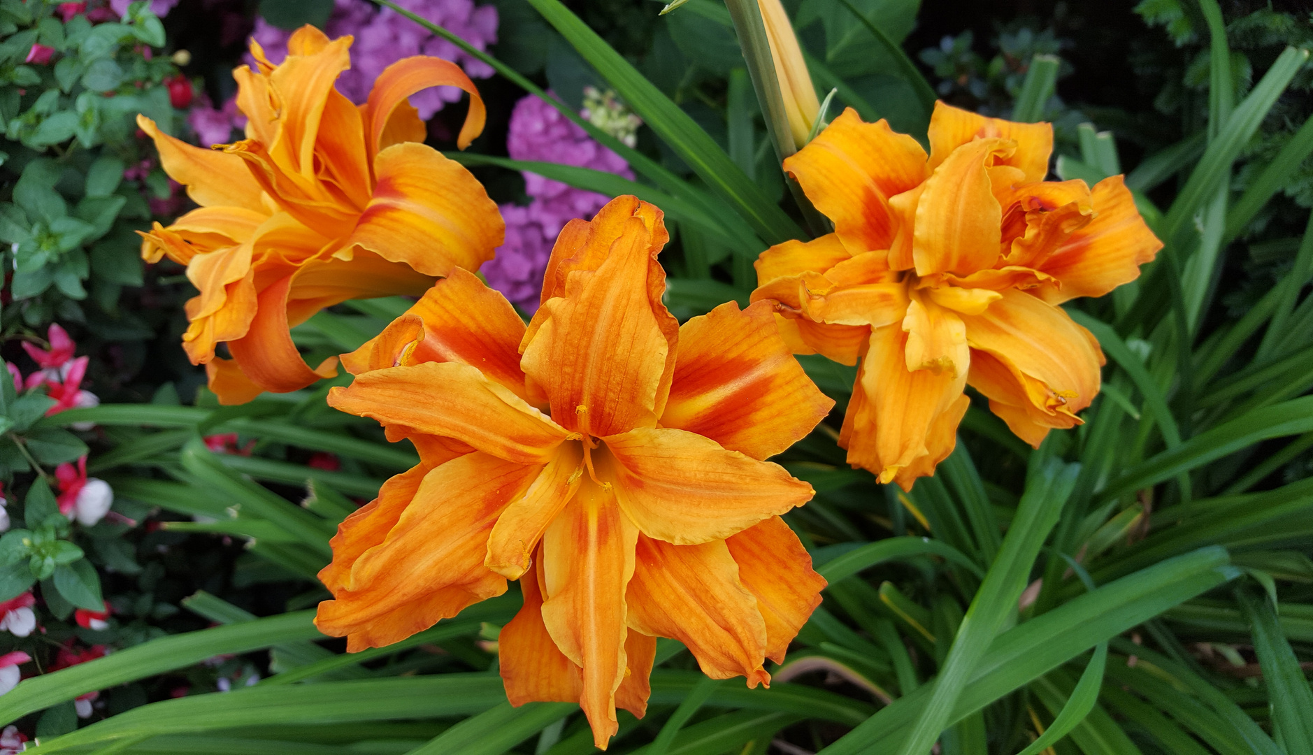 Lilien Foto & Bild pflanzen, pilze & flechten, landschaft, blüten
