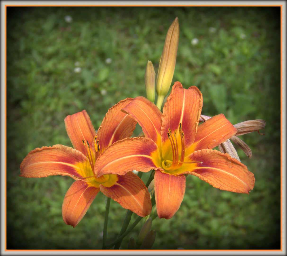 lilien