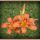 lilien