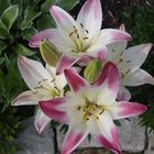 Lilien