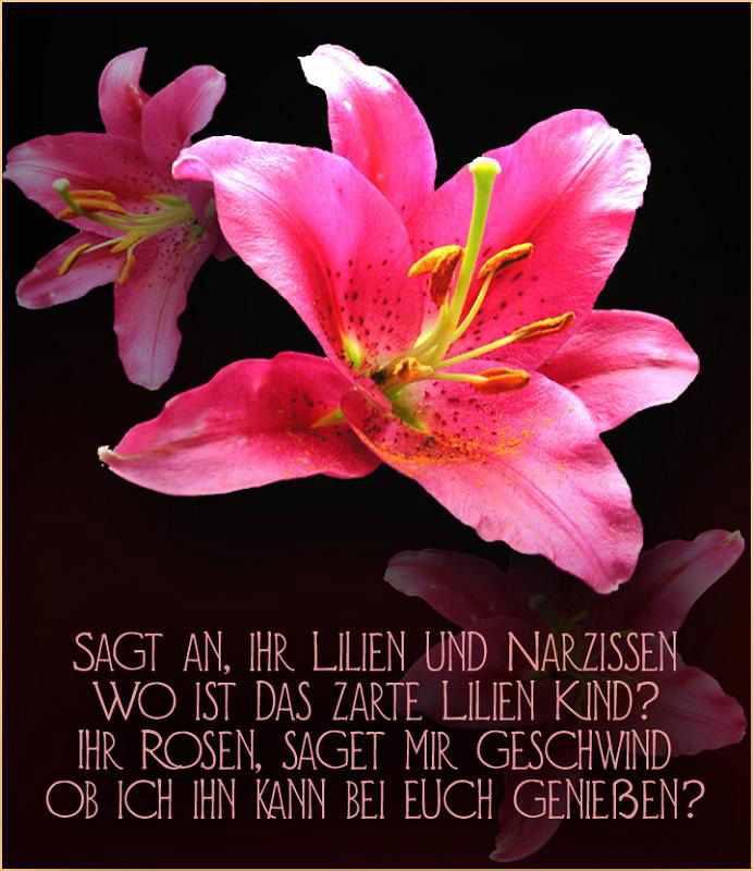 ***Lilien***