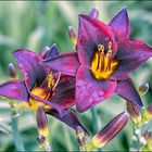 Lilien