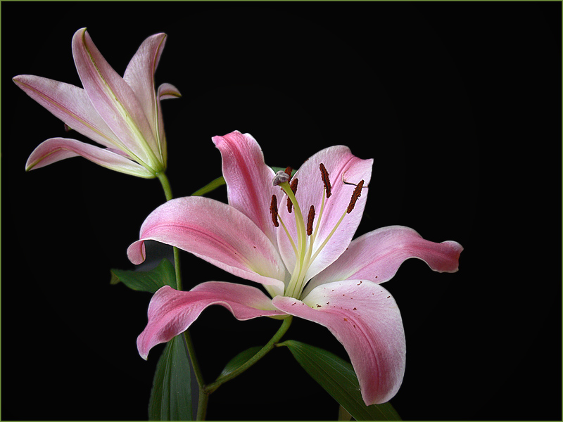 Lilien