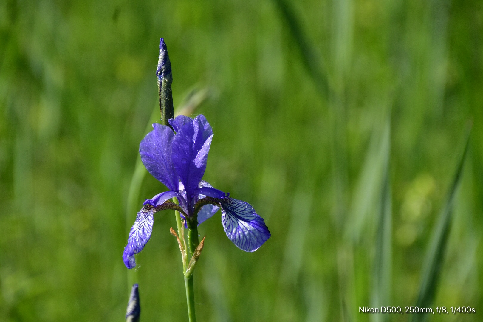 Lilien