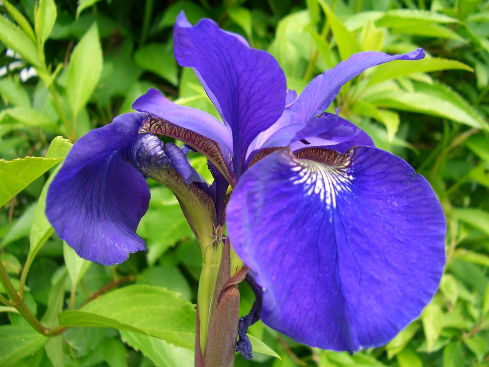 Lilien - für jeden eine kleine Welt