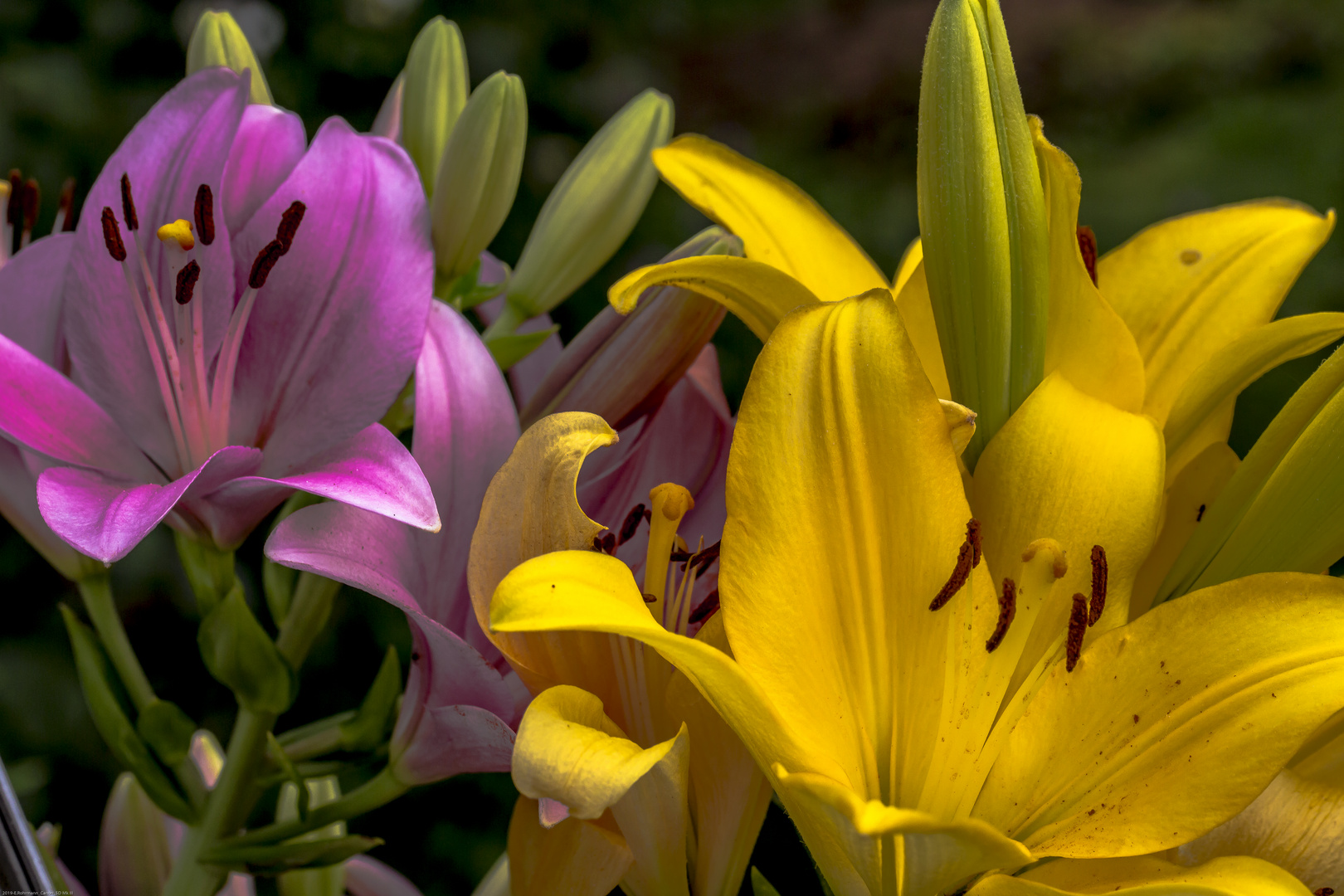 Lilien (Garten) Foto & Bild pflanzen, pilze & flechten