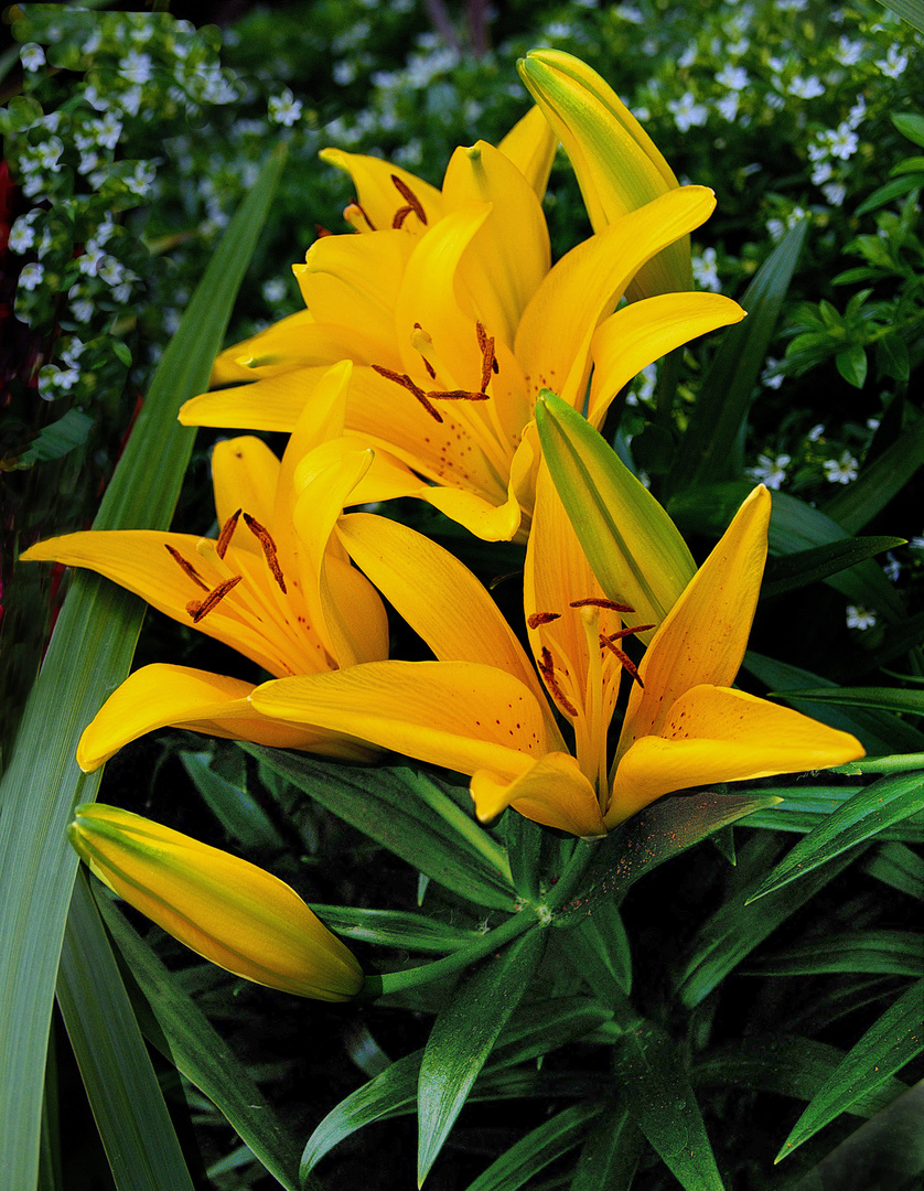 Lilien Gelb Foto & Bild blumen , nature, natur Bilder auf