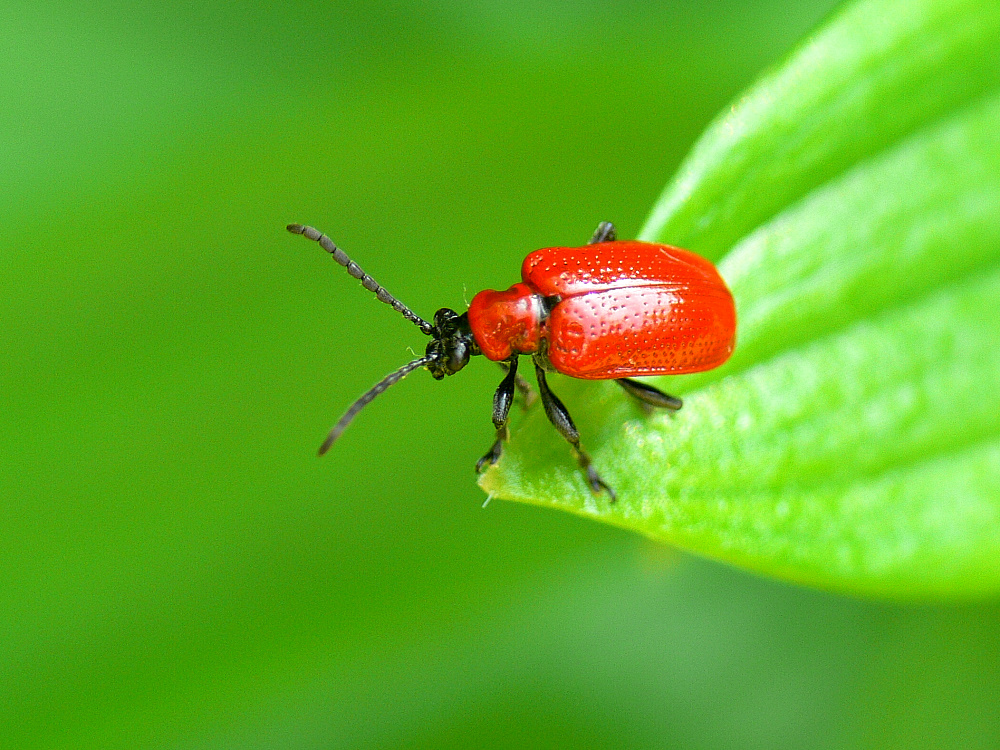 Lilien-Hähnchen