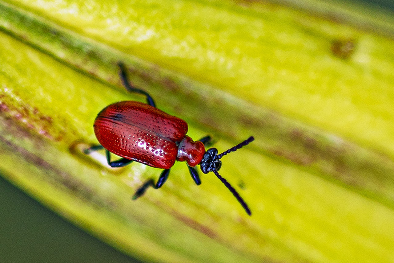 Lilien Hähnchen