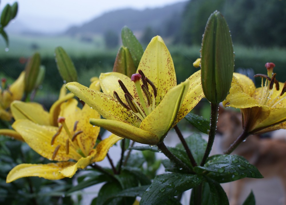 Lilien & Hook im Regen