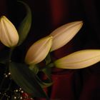 Lilien (I)