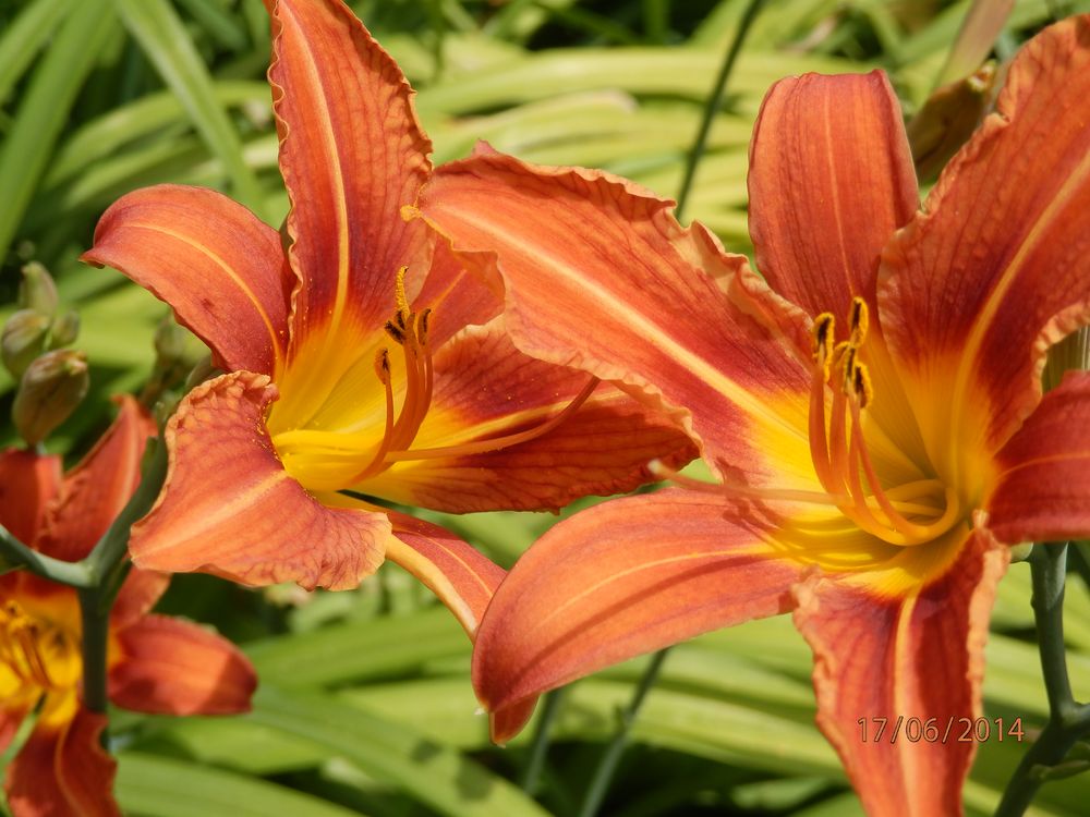 Lilien II