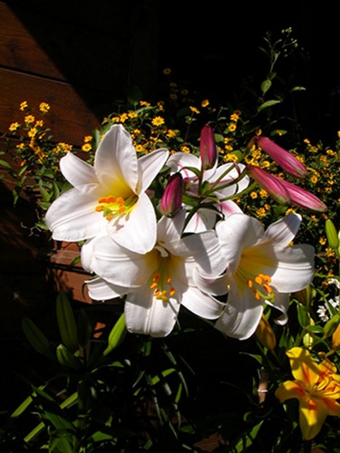 Lilien im Abendlicht