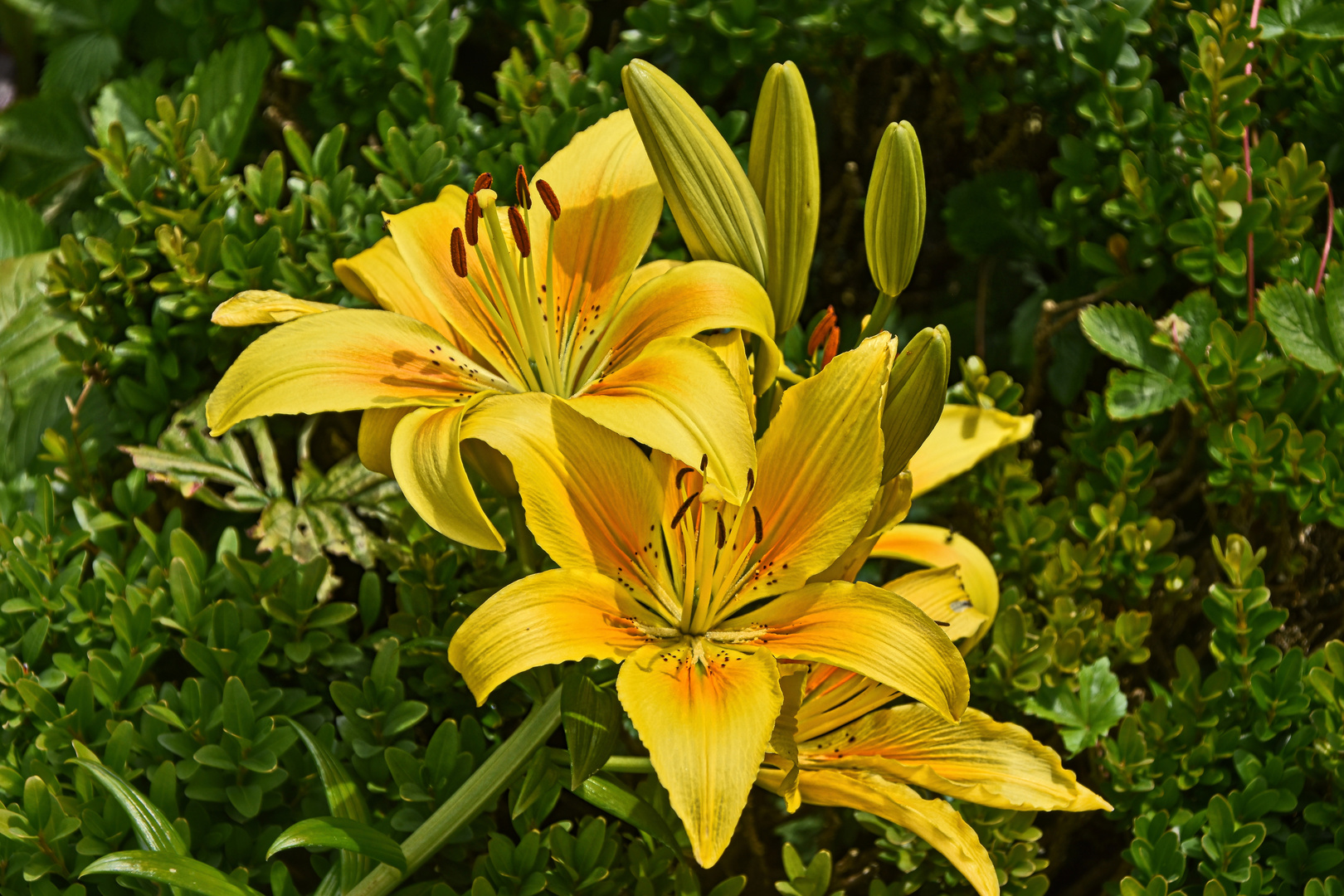 Lilien im Bauerngarten