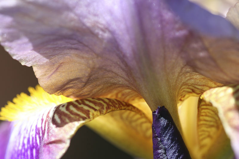 Lilien im Garten 1