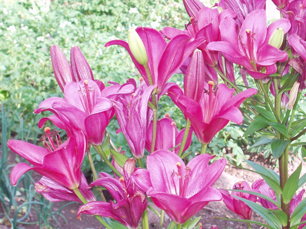 Lilien im Garten