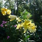 Lilien im Garten