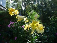 Lilien im Garten