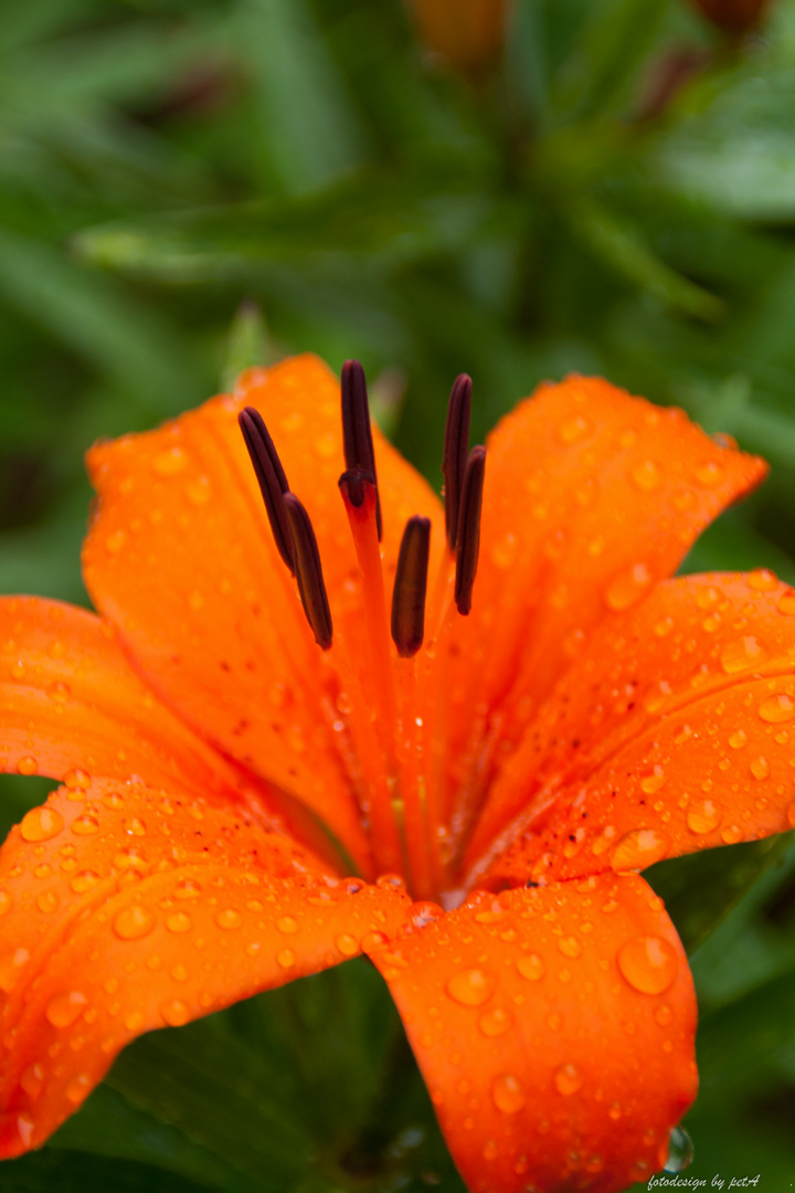 Lilien im Garten